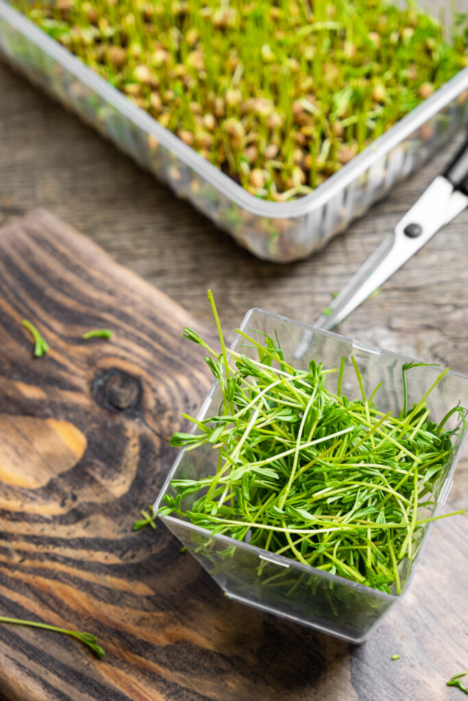 Microgreens. Lentil sprouts on a wooden background.